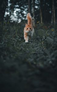 Preview wallpaper cat, pet, fluffy, cute, grass