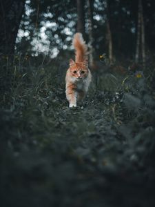 Preview wallpaper cat, pet, fluffy, cute, grass
