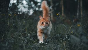 Preview wallpaper cat, pet, fluffy, cute, grass