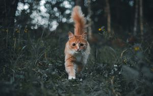 Preview wallpaper cat, pet, fluffy, cute, grass
