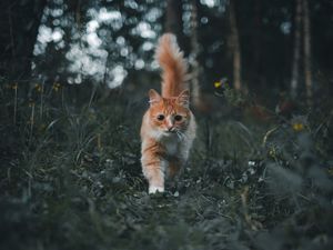 Preview wallpaper cat, pet, fluffy, cute, grass