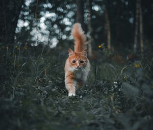 Preview wallpaper cat, pet, fluffy, cute, grass