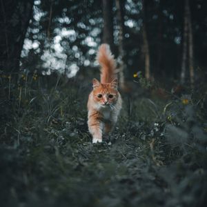 Preview wallpaper cat, pet, fluffy, cute, grass