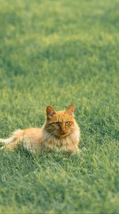 Preview wallpaper cat, pet, fluffy, orange, grass