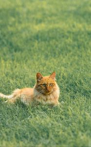Preview wallpaper cat, pet, fluffy, orange, grass