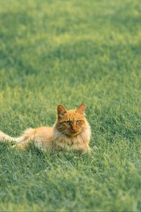 Preview wallpaper cat, pet, fluffy, orange, grass