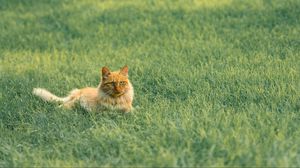 Preview wallpaper cat, pet, fluffy, orange, grass