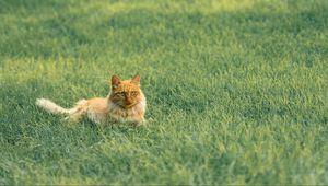 Preview wallpaper cat, pet, fluffy, orange, grass