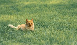 Preview wallpaper cat, pet, fluffy, orange, grass