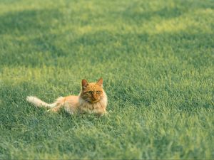 Preview wallpaper cat, pet, fluffy, orange, grass