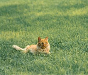 Preview wallpaper cat, pet, fluffy, orange, grass