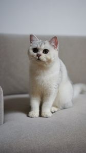 Preview wallpaper cat, pet, fluffy, white