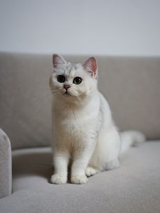 Preview wallpaper cat, pet, fluffy, white