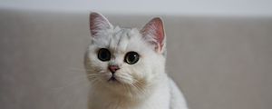Preview wallpaper cat, pet, fluffy, white