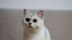 Preview wallpaper cat, pet, fluffy, white