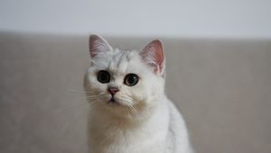 Preview wallpaper cat, pet, fluffy, white