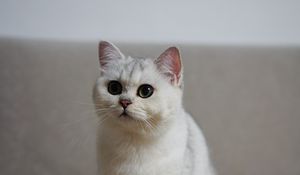 Preview wallpaper cat, pet, fluffy, white