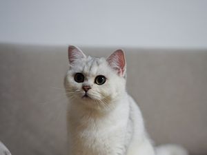 Preview wallpaper cat, pet, fluffy, white