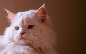 Preview wallpaper cat, pet, fluffy, cute, heterochromia