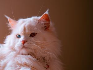 Preview wallpaper cat, pet, fluffy, cute, heterochromia