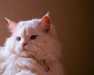 Preview wallpaper cat, pet, fluffy, cute, heterochromia