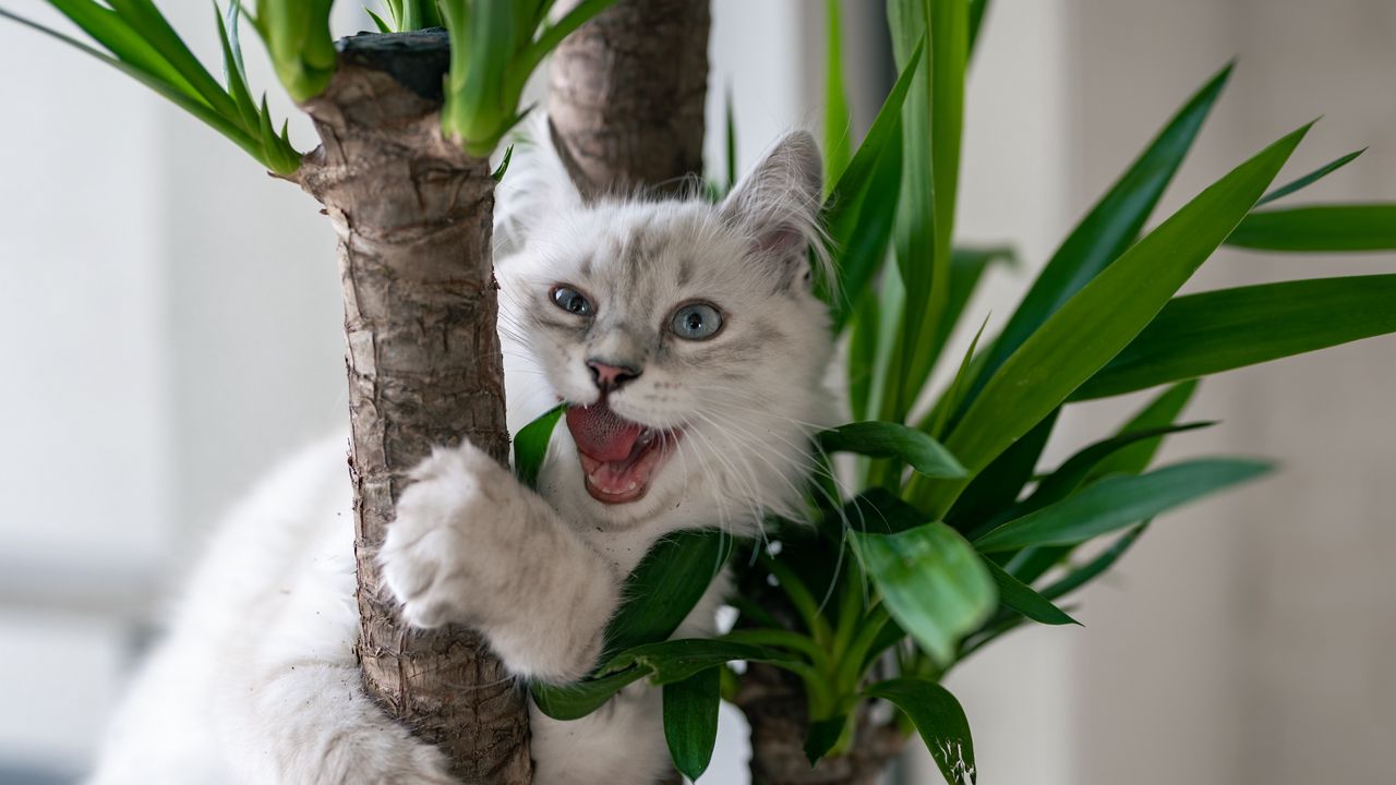 Wallpaper cat, pet, fluffy, funny, cool, plant