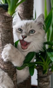 Preview wallpaper cat, pet, fluffy, funny, cool, plant