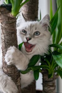 Preview wallpaper cat, pet, fluffy, funny, cool, plant