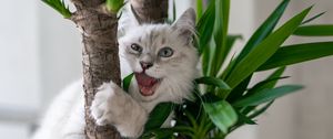 Preview wallpaper cat, pet, fluffy, funny, cool, plant