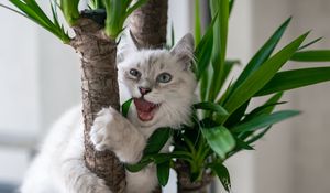 Preview wallpaper cat, pet, fluffy, funny, cool, plant