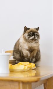 Preview wallpaper cat, pet, fluffy, fruit