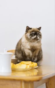 Preview wallpaper cat, pet, fluffy, fruit