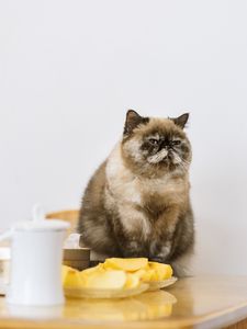 Preview wallpaper cat, pet, fluffy, fruit
