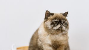 Preview wallpaper cat, pet, fluffy, fruit
