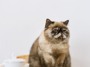 Preview wallpaper cat, pet, fluffy, fruit