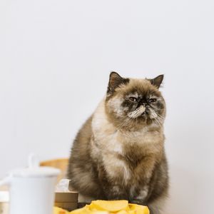 Preview wallpaper cat, pet, fluffy, fruit