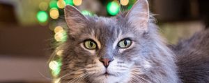 Preview wallpaper cat, pet, fluffy, animal, bokeh