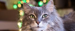 Preview wallpaper cat, pet, fluffy, animal, bokeh