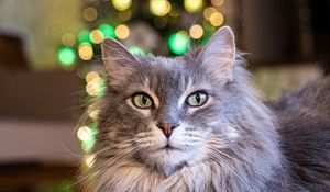 Preview wallpaper cat, pet, fluffy, animal, bokeh