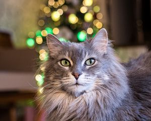 Preview wallpaper cat, pet, fluffy, animal, bokeh