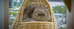 Preview wallpaper cat, pet, fluffy, funny
