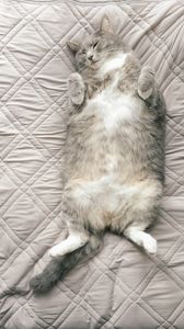 Preview wallpaper cat, pet, funny, sleep