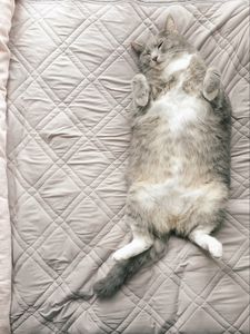 Preview wallpaper cat, pet, funny, sleep