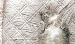 Preview wallpaper cat, pet, funny, sleep