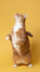 Preview wallpaper cat, pet, funny, fluffy, yellow