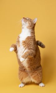 Preview wallpaper cat, pet, funny, fluffy, yellow