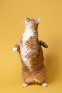 Preview wallpaper cat, pet, funny, fluffy, yellow