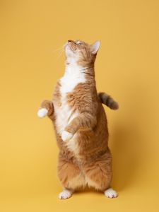 Preview wallpaper cat, pet, funny, fluffy, yellow