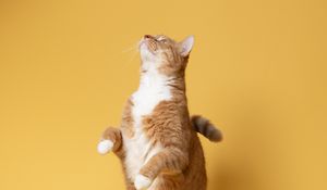Preview wallpaper cat, pet, funny, fluffy, yellow