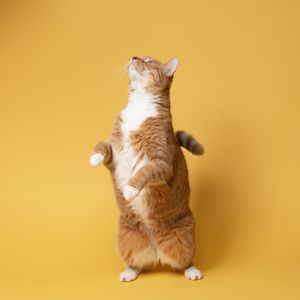 Preview wallpaper cat, pet, funny, fluffy, yellow